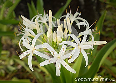 White spider lily flower in shade of a tree Stock Photo