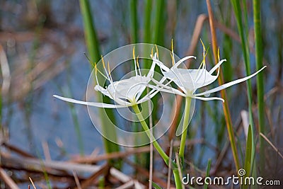 White Spider Lily flowers Stock Photo