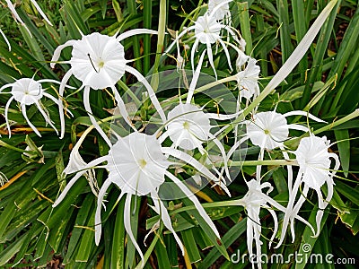 White Spider Lily Flowers Stock Photo