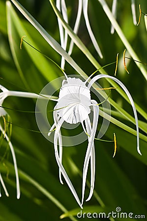 White Spider Lily - Hymenocallis Stock Photo