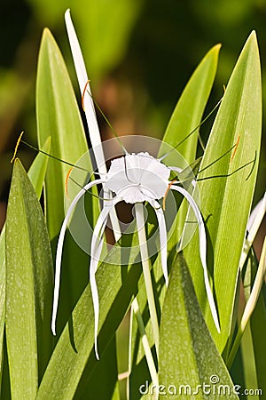 White Spider Lily - Hymenocallis Stock Photo