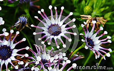 White spider Osteospermum Stock Photo