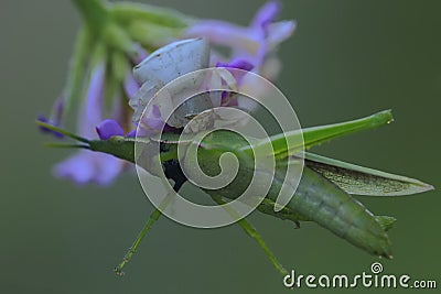 A white spider is preying on a green grasshopper. Stock Photo