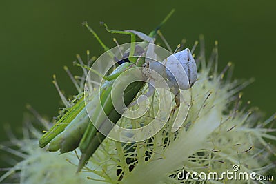 A white spider is preying on a green grasshopper. Stock Photo