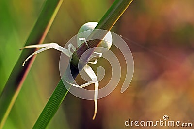 White spider on a stalk Stock Photo