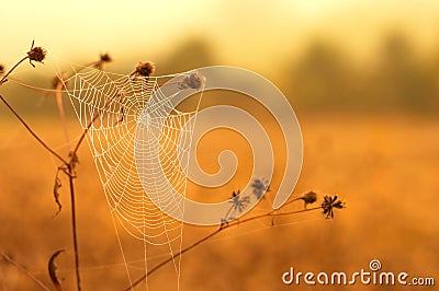 White spider web Stock Photo