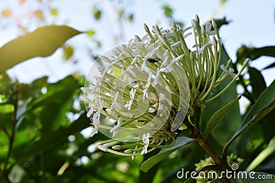 White spike flower blur background. Stock Photo