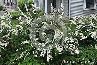 White spiraea bush blooming in spring Stock Photo