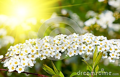 White Spiraea (Meadowsweet) flowers early spring Stock Photo