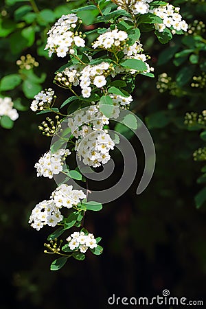 White Spiraea (Meadowsweet) Flowers Stock Photo