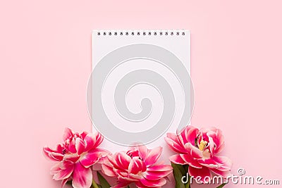 White spiral notebook lies on a pink background with three flowers of a tulip Stock Photo