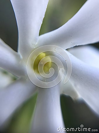 White spiral shaped flowers close Stock Photo
