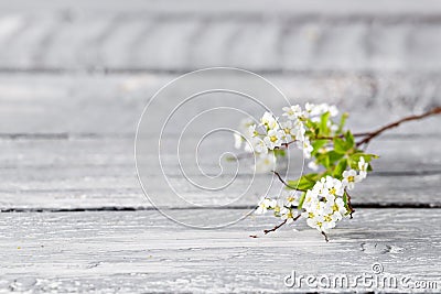 White spirea gray on wood background. selective focus. Copy space Stock Photo