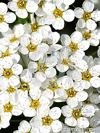 White Spirea shrub flowers closeup Stock Photo