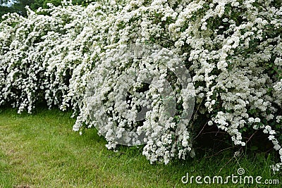 White spirea Stock Photo