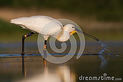 White spoonbill eating fish and drinking water Stock Photo