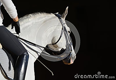 White sport horse with the rider Stock Photo