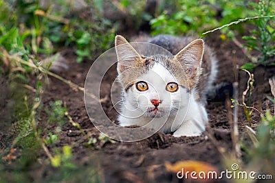A white spotted cat lies in a hole in the garden and watches something carefully Stock Photo