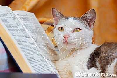 White spotted cat near the opened book. Reading a book. Interesting animals Stock Photo