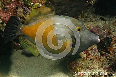 White-spotted Filefish Stock Photo