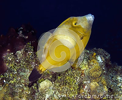 A White-spotted Filefish (Cantherhines macrocerus) in Cozumel Stock Photo