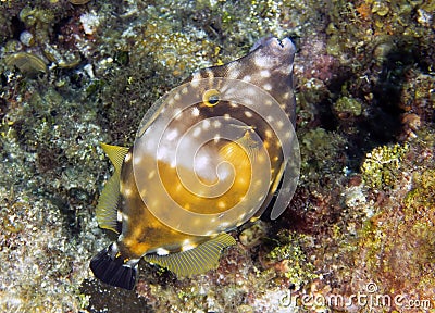 A White-spotted Filefish (Cantherhines macrocerus) in Cozumel Stock Photo