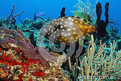 White-spotted Filefish - Cozumel, Mexico Stock Photo