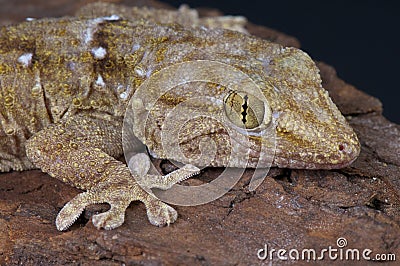 White spotted gecko / Tarentola annularis Stock Photo