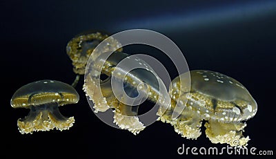 White Spotted Jellyfish Stock Photo