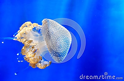 White spotted jellyfish Floating bell Australian spotted jellyfish medusa deep blue underwater background Stock Photo