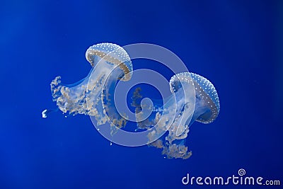 White-spotted jellyfish (Phyllorhiza punctata). Stock Photo