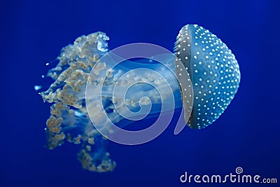 White-spotted jellyfish Phyllorhiza punctata Stock Photo