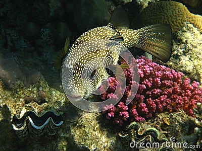 White-spotted puffer Stock Photo