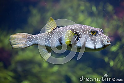 White-spotted puffer Arothron hispidus Stock Photo