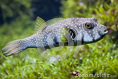 White-spotted puffer Arothron hispidus Stock Photo