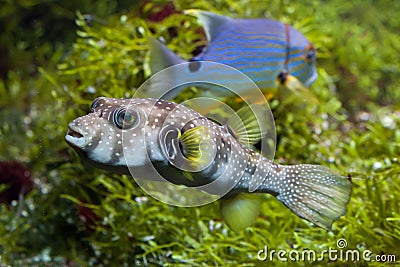 White-spotted puffer Arothron hispidus Stock Photo