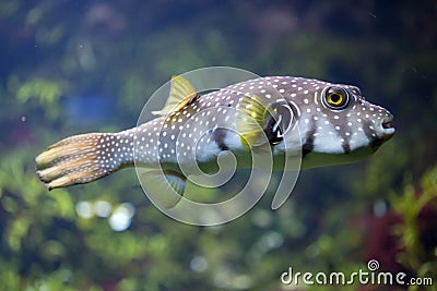 White-spotted puffer Arothron hispidus Stock Photo