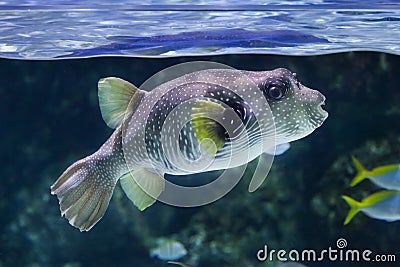 White-spotted puffer Arothron hispidus. Stock Photo