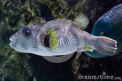 White-spotted puffer Arothron hispidus. Stock Photo