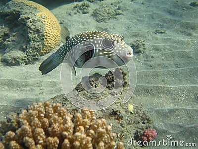 White-spotted puffer fish (arothron hispidus) Stock Photo