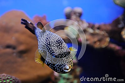 White-spotted puffer fish Arothron hispidus Stock Photo
