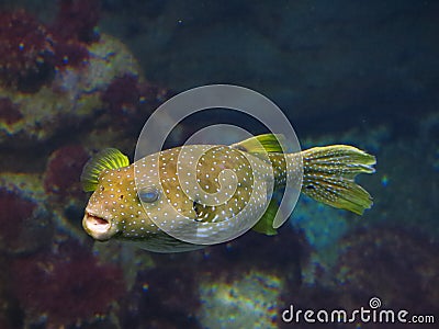 White spotted puffer fish Stock Photo