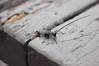 White-spotted Sawyer Beetle Monochamus scutellatus Stock Photo