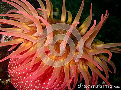 White-spotted sea anemone Stock Photo