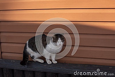 A white spotted street cat sits on a fence. White cat is on the fence Stock Photo