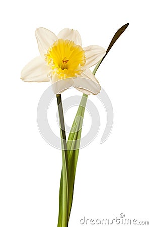 White Spring Daffodil Flower Stock Photo