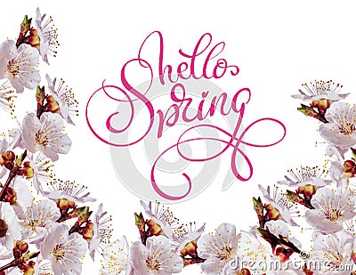 White spring flowers on a branch and text Hello Spring. Calligraphy lettering Stock Photo