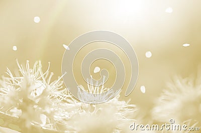 White spring flowers and petals on orange background abstract Stock Photo