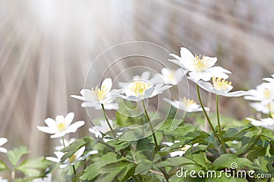 White spring flowers and sun rays Stock Photo