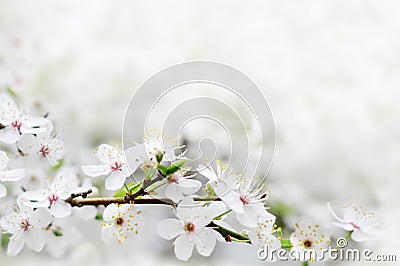 White spring flowers on a tree branch Stock Photo